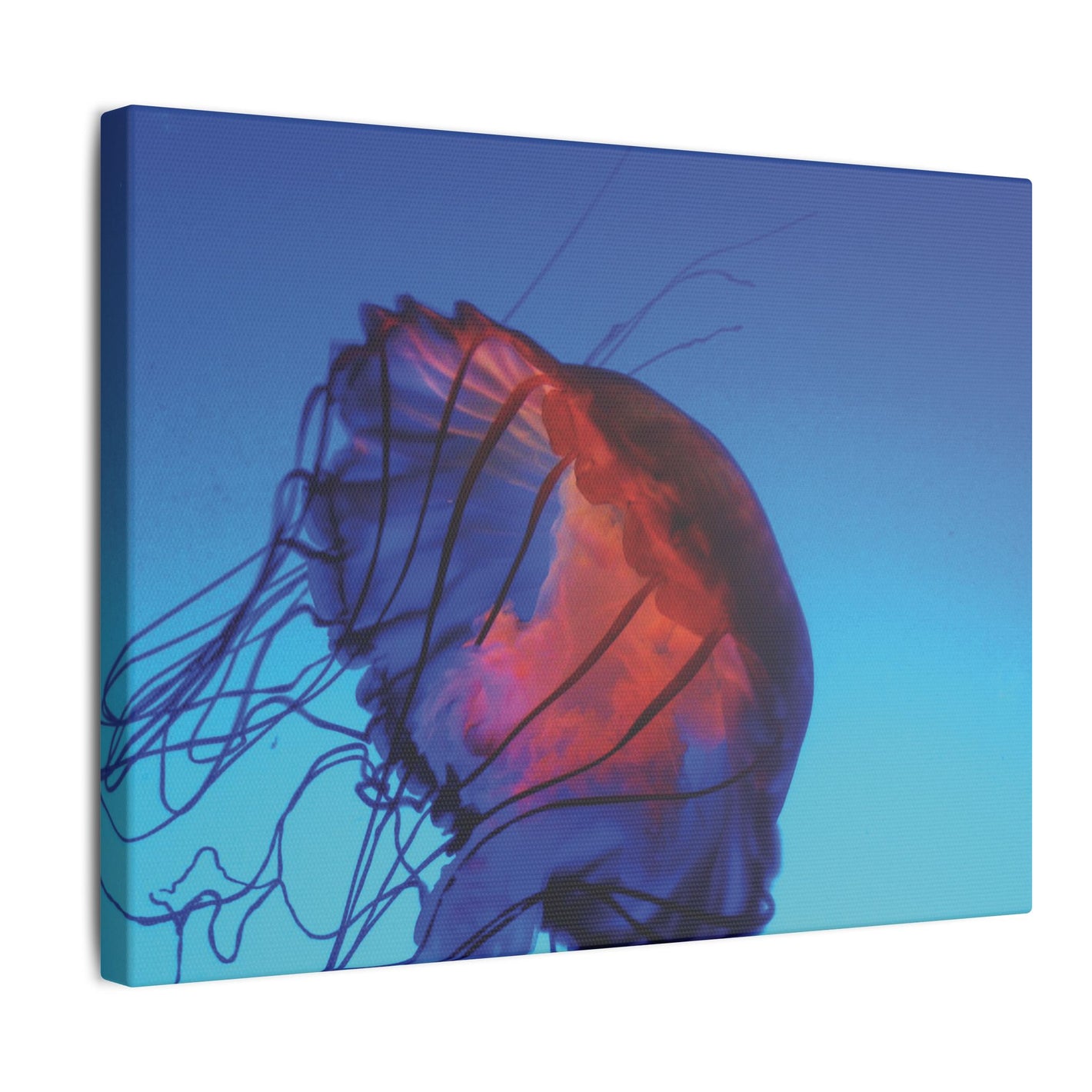 Moon Jellyfish - Matte Canvas, Stretched, 0.75"