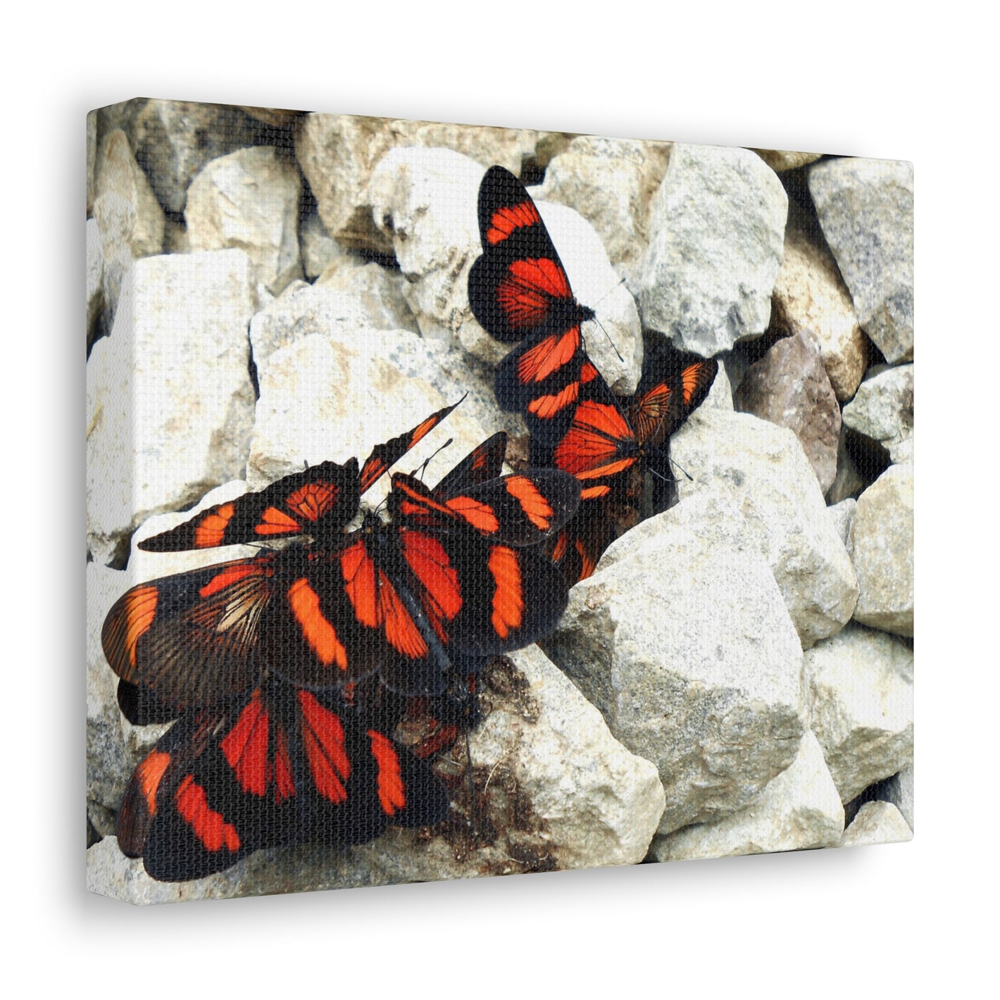 Butterfly Dreams - Canvas Gallery Wrap