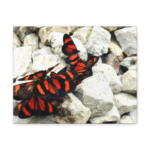 Butterfly Dreams - Canvas Gallery Wrap