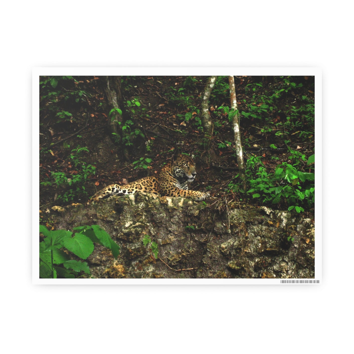 Jaguar - Guatemala - Photo Art Poster - 8" x 6"