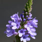 Relax with Blue Vervain Capsules